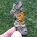 Dendrocystites barrandei
